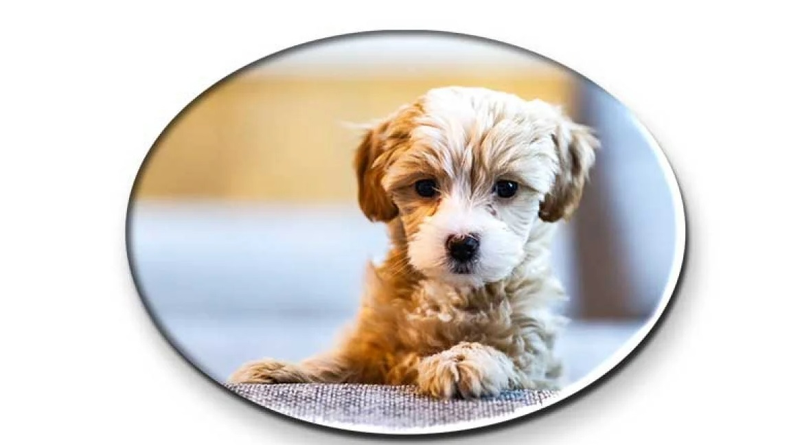 Impression photo-réaliste éclatante pour des souvenirs inoubliables.