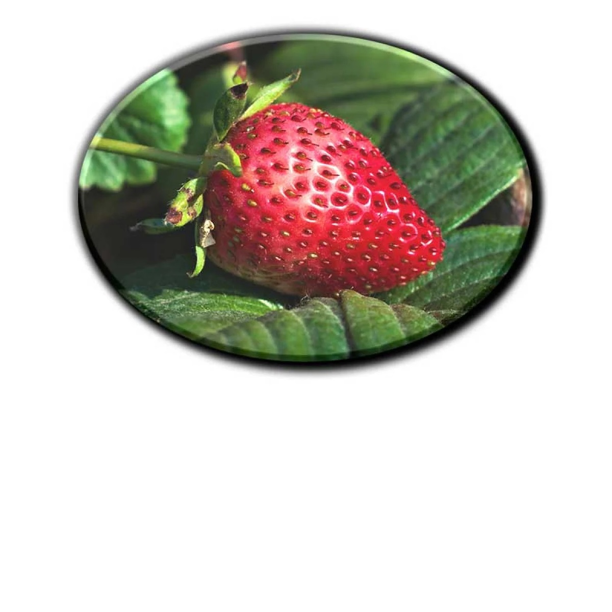 Stampa fotografica brillante su legno MDF premium per dettagli nitidi.